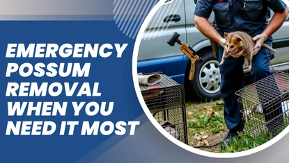 Emergency Possum Removal