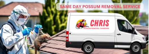 same day possum removal Service